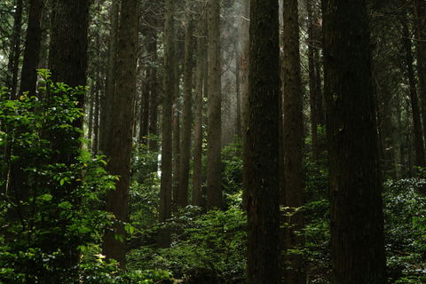 SAKAMOTO_TREE079nano_ugly.JPG
