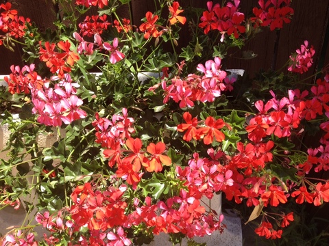 flower  iｔ.JPG