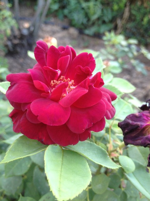 lt flower.JPG