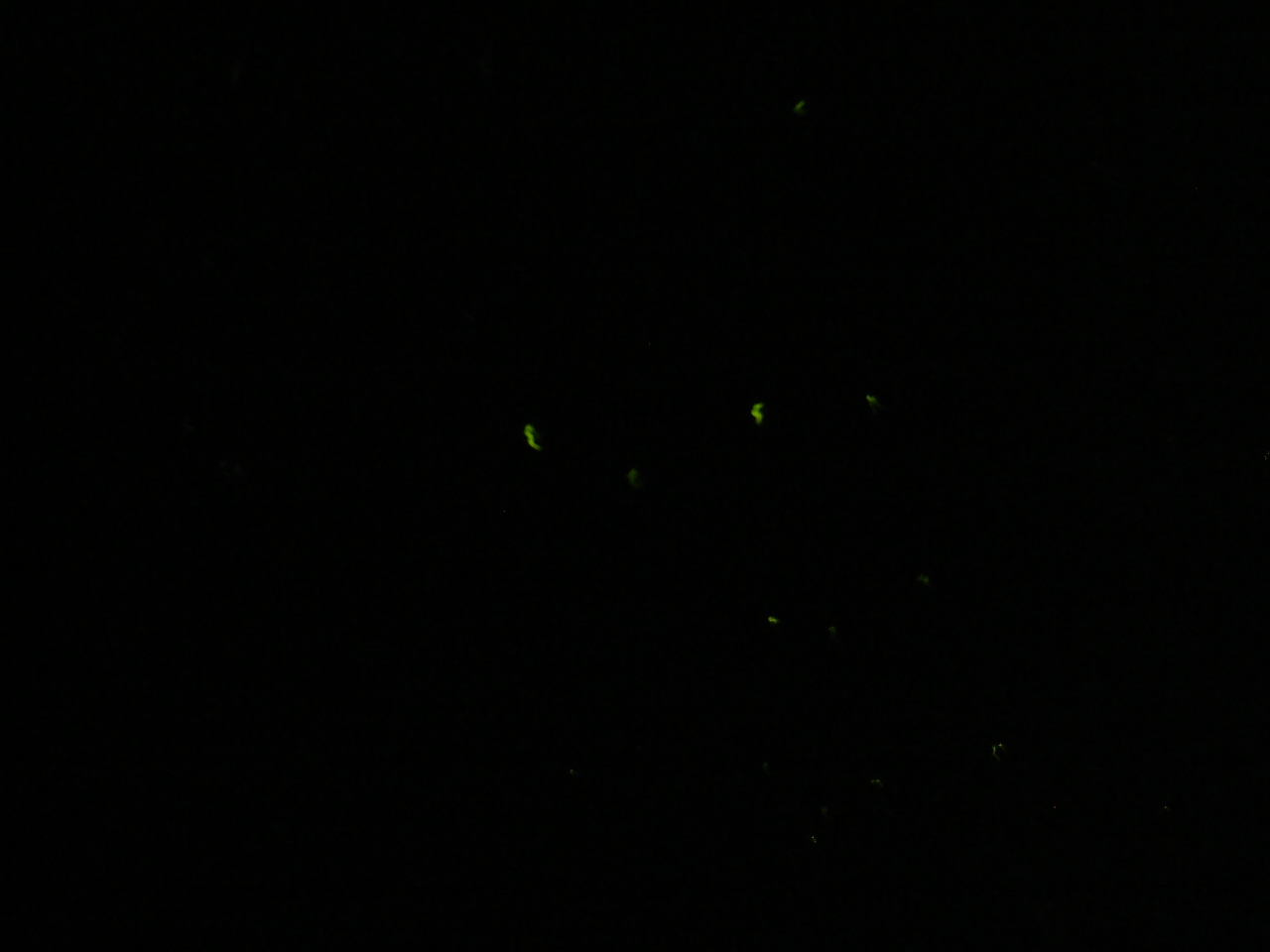 DSCF0176.JPG