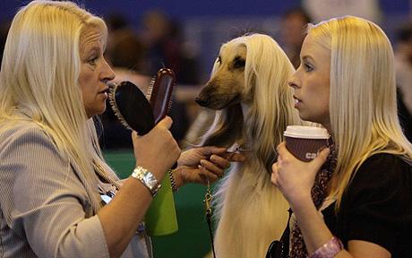 doghaircrufts_2009_1360654c.jpg