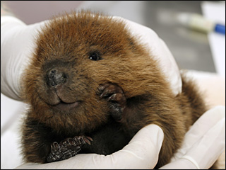 090723_beavers_1.jpg