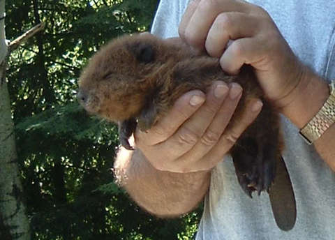 baby_beaver-1.jpg