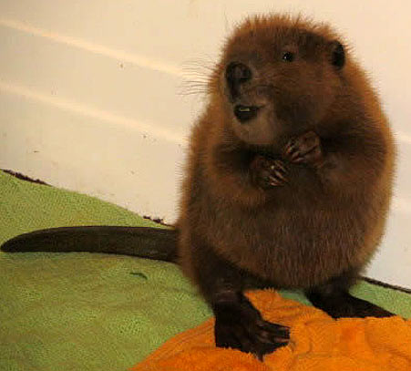 beaver-baby.jpg