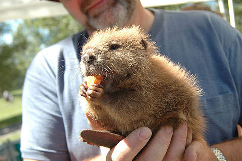 beaver1312720240-96.jpg