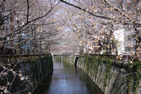 sakura20130010.jpg