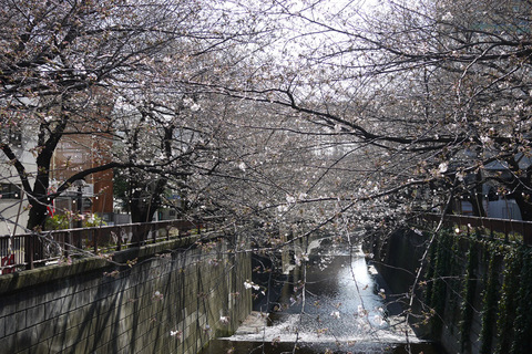 sakura201300113.jpg