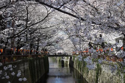 sakura201300114.jpg