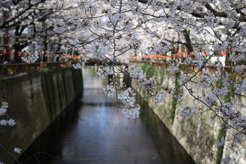 sakura201300115.jpg