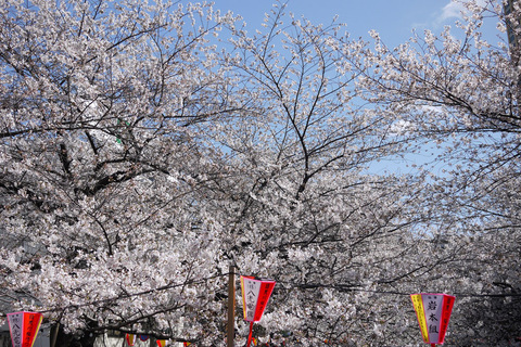 sakura201300118.jpg