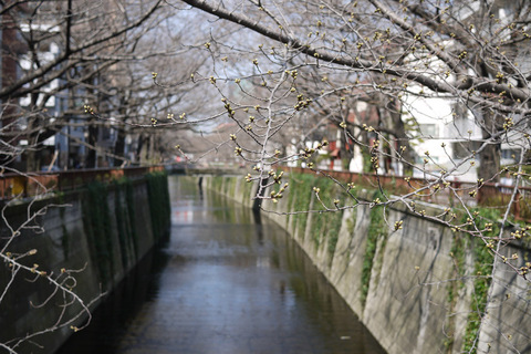 sakura2013004.jpg