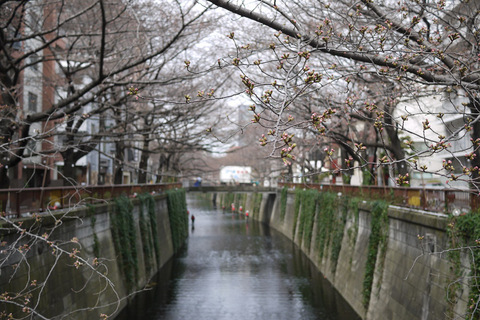 sakura2013007.jpg