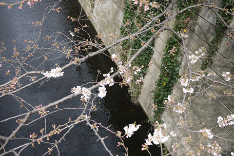 sakura2013009.jpg