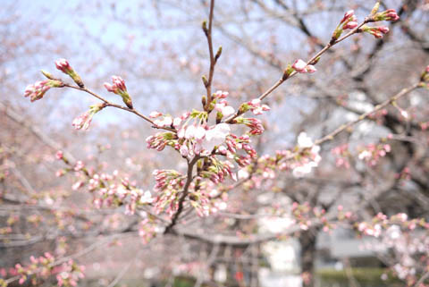 sakura03.jpg