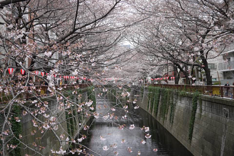 sakura08.jpg