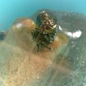 Hermit crab