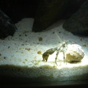 Hermit Crabs are