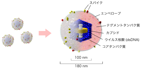 Herpesvirus_structure.png