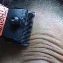 ELECTRIC CLIPPER