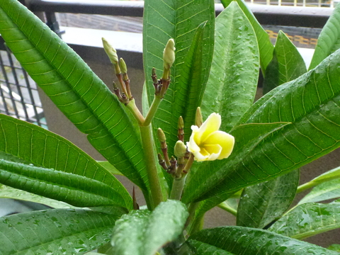 P1010104.JPG