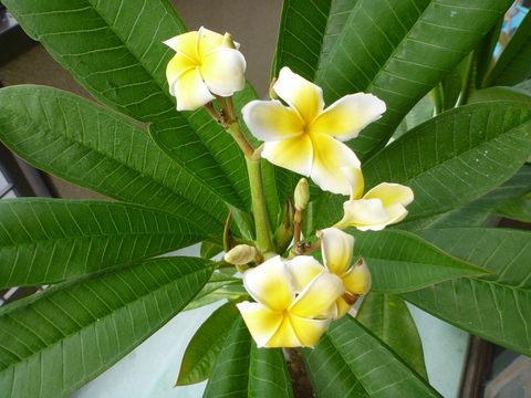P1010119.JPG