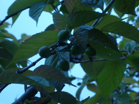P1010567.JPG