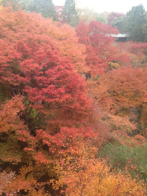 2012-11-29 15.09.06.jpg