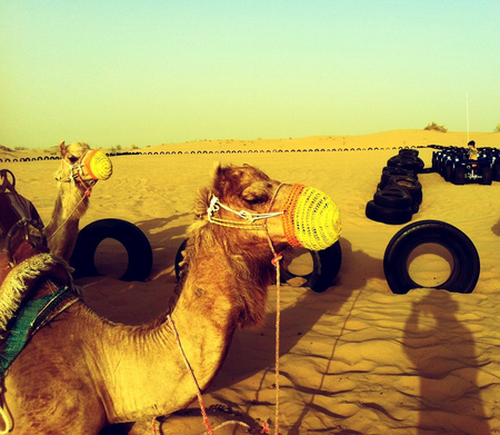 camel.jpg