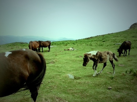 horse.JPG