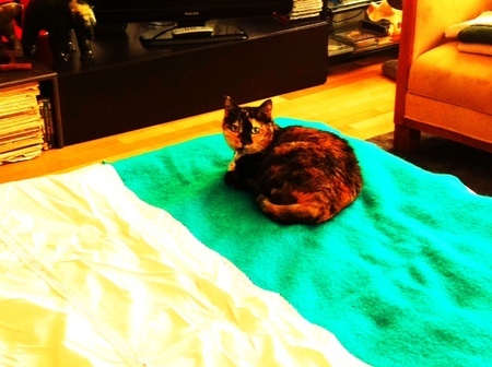 sally on the bed.JPG