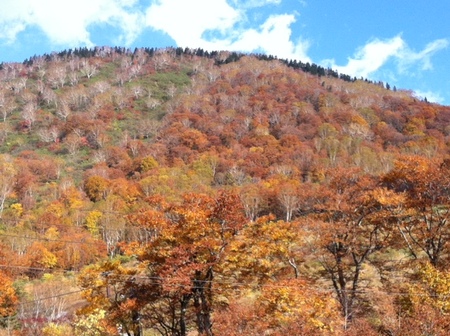 Shirakaba.JPG
