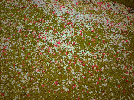 sakura-green.JPG