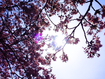sakura-sora.JPG