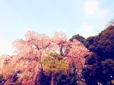 sakura.JPG