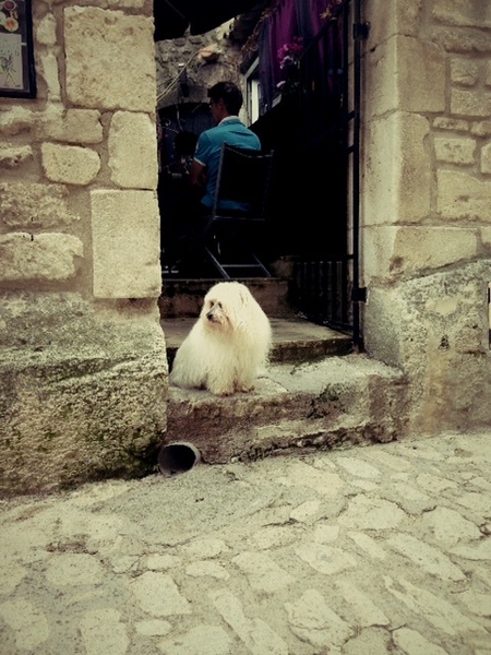 dog in beau.JPG
