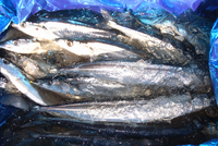 sanma1.jpg