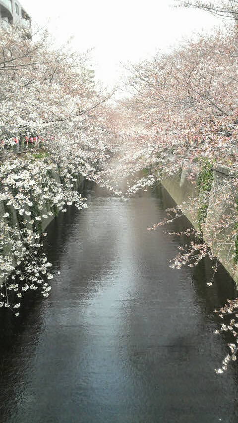 sakura.JPG