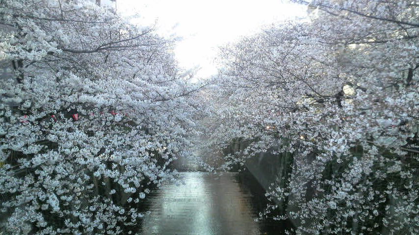sakura1.JPG