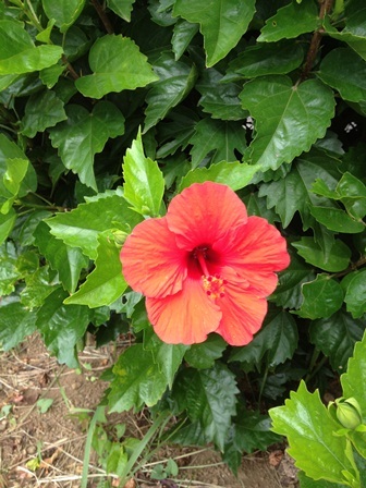 tr_131009011.JPG