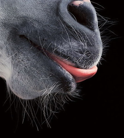 tim-flach1.jpg