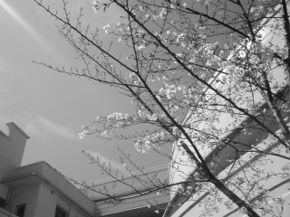 sakura