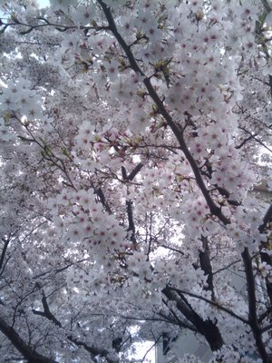 20110410133005.jpg