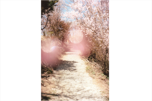 omori_sakura.jpg