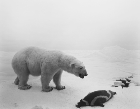 105_Polar Bear, 1976.jpg