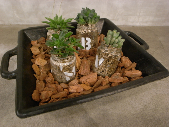 vendorbota002.jpg