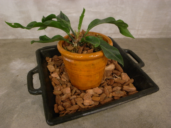 vendorbota003.jpg