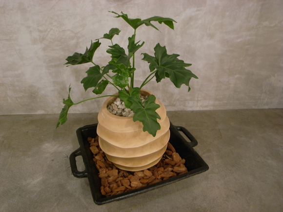 vendorbota004.jpg