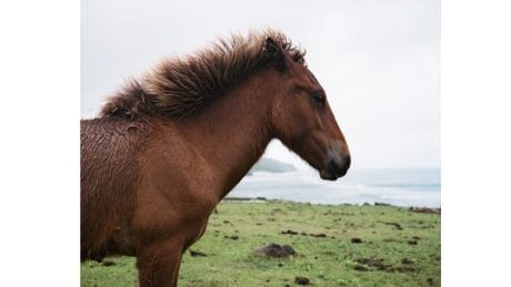 動物と人間の複雑な関係性に思いを馳せる。日本在来馬を捉えた写真展はギャラリー916で。