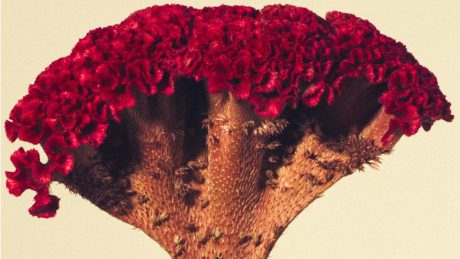 The Gravitation of Rare Plants. . will be held at "A+S," an exhibition by Seijun Nishibatake, titled "Autumn Light in Autumn Colors.