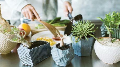 コーデックスの魅力を１冊に綴じ込めた「All about CAUDEX 塊根植物のすべて」。